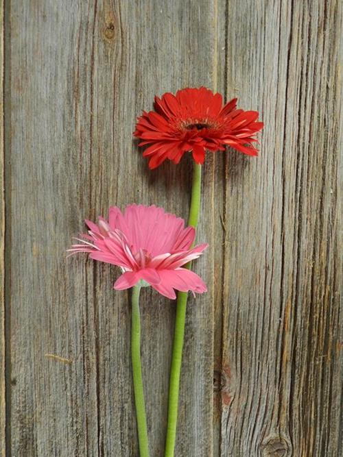 VALENTINE DAY PACK- RED, WHITE & PINKS  SEASONAL GERBERA